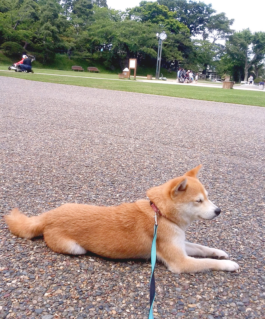 豆柴 口コミ 評判 北海道の石毛様から 成犬でお迎え頂いた 赤 豆柴 アズサちゃん のお便り 豆柴ブリーダー富士野荘