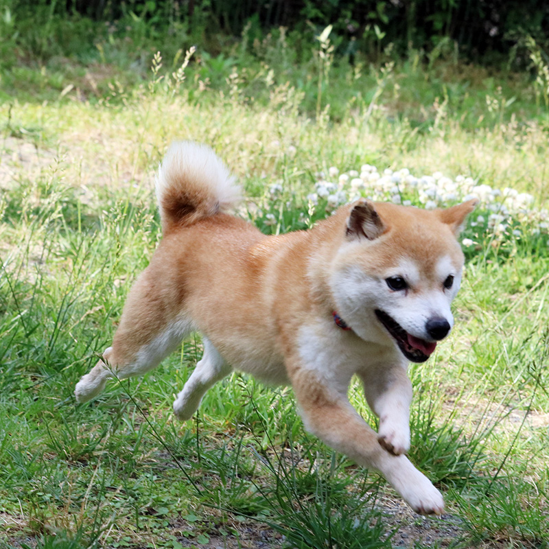 Tr 011 極小豆柴訓練犬 豆柴ブリーダー富士野荘