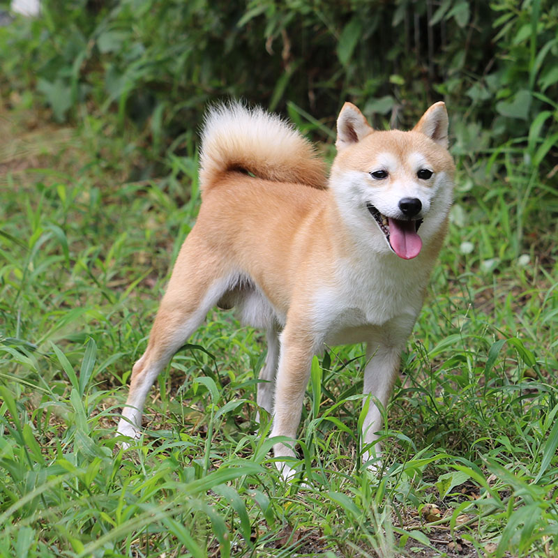 社会性訓育済み成犬 Fp093 豆柴 ブリーダー 富士野荘